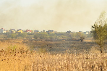 coastal zone of marsh creek, strong smoke from fire of liana overgrowth. Spring fires of dry reeds dangerously approach houses of village by river Cleaning fields of reeds, dry grass. Natural disaster