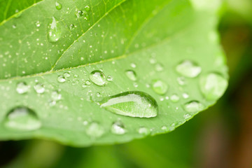 drops of water on the leaves. green nature background