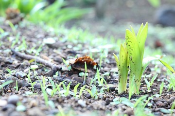 Early monsoon flora in Maharashtra India