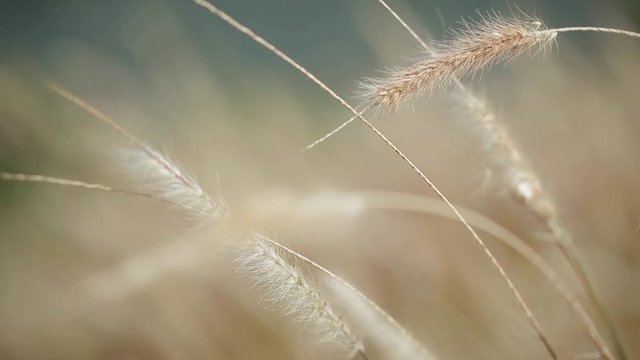 Trigo espiga / m4