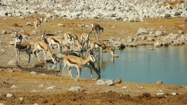 springbok antelopes drink water