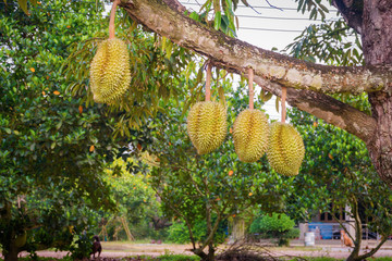 durian fruit on tree in garden farm