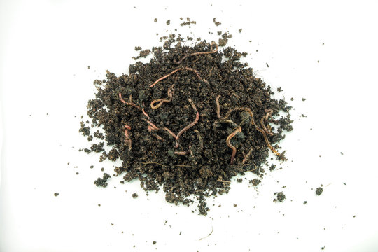 earth worm on pile ground in natural environment
