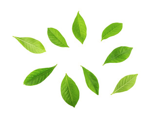 group of leaves isolated on white