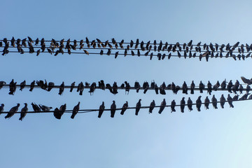 group of pigeon birds standing on wire