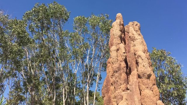  Cathedral termite mound in Litchfield National Park in the Territory of Australia.