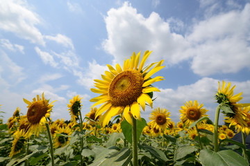 Sunflower under the blue sky