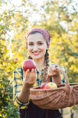 Farmer woman in fruit orchard holding apple in her hands offering
