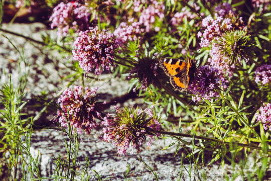 Tiere und Blumen, Schmetterling orange im Sommer an einer Blüte, pink, orange, Naturfotografie, Der große Fuchs