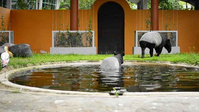 A pair of Malayan Tapir in the zoo