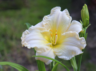 Fototapeta premium Luxury flower Daylily , Hemerocallis in the garden, close-up.Edible flower. Daylilies are perennial plants. They only bloom for 24 hours.