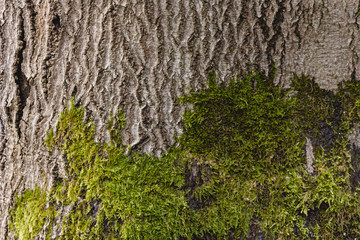 Green moss on a tree bark