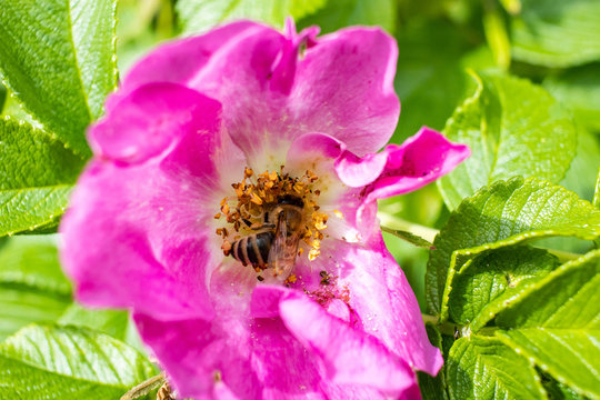 Bienen sind wichtig!