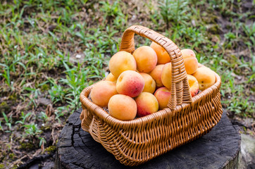 basket of juicy apricot in nature