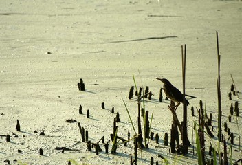 Green Heron in a Green Pond