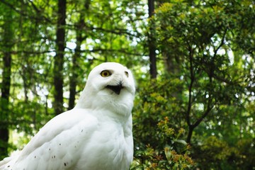 Cute white Snowy Owl with forest in the background. Summer day. Also known as the Arctic Owl, the Great White Owl (or Strix scandiaca, Nyctea scandiaca).