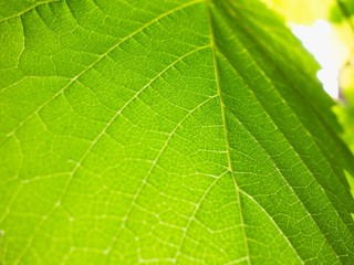 Fototapeta na wymiar Detail of green grape leaf. Closeup photo. Abstract organic background.