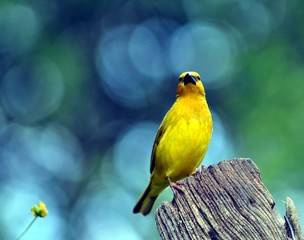 Village weaver_eastern Cape_South Africa