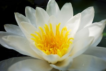 Water lily flower in pond. Closeup photograph.