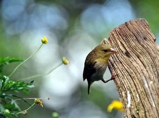 Village Weaver_Eastern Cape_SA (non-breeding plumage)