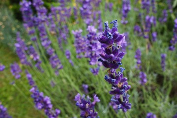 Obraz premium Lavender in field. Closeup, authentic photograph.