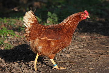 Hen