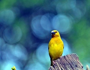 Village Weaver_Eastern Cape_Sa