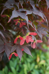 Acer palmatum