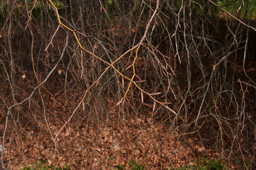 Fagus sylvatica pendula