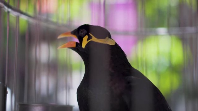 Hill Myna (Gracula Religiosa) Talking Bird in a Cage