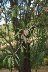 Prunus dulcis