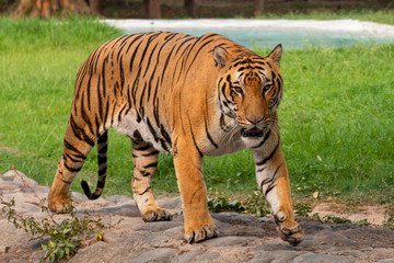 Fototapeta na wymiar Portrait of a Royal Bengal tiger alert and staring at the camera