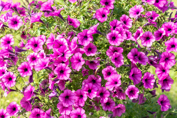 Obraz premium Pink petunias blooming in garden