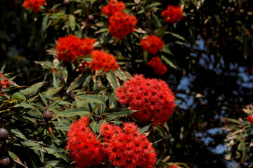 Eukalyptusbaum Blüte