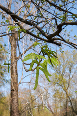 Pterocarya fraxinifolia