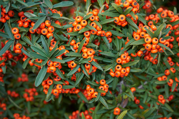 Pyracantha angustifolia