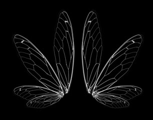 wings of Insect cicada on black bacground © sangsiripech