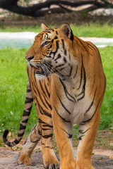 Fototapeta na wymiar Bengal Tiger Portrait , Looking into the distance