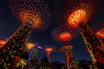 Singapur Super Tree bei Nacht