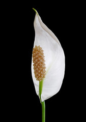 White Spathiphyllum flower isolated on a black background