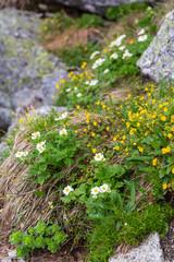 木曽駒高山植物