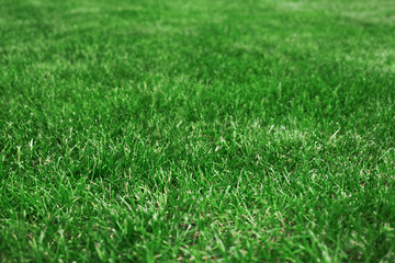 Fototapeta na wymiar Grassy lawn on a golf course close up