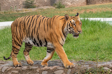 Fototapeta na wymiar Bengal Tiger walking on concrete path. Looking Great.