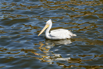 Migratory Pelican Bird on Lake Anasagar in Ajmer. India