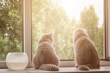 two gray cats are sitting by the window watching what is happening on the street