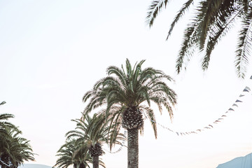 Beautiful view of palm trees against the sunset sky