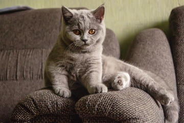little kitten sits on the couch and looks into the camera lens while playing. selective focus