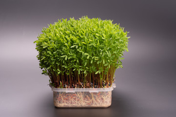 green sprouts edible plants. microgreens nutrition