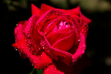 red rose with water drops