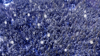 Christmas tree forest aerial, top view. Snow flakes fall down.